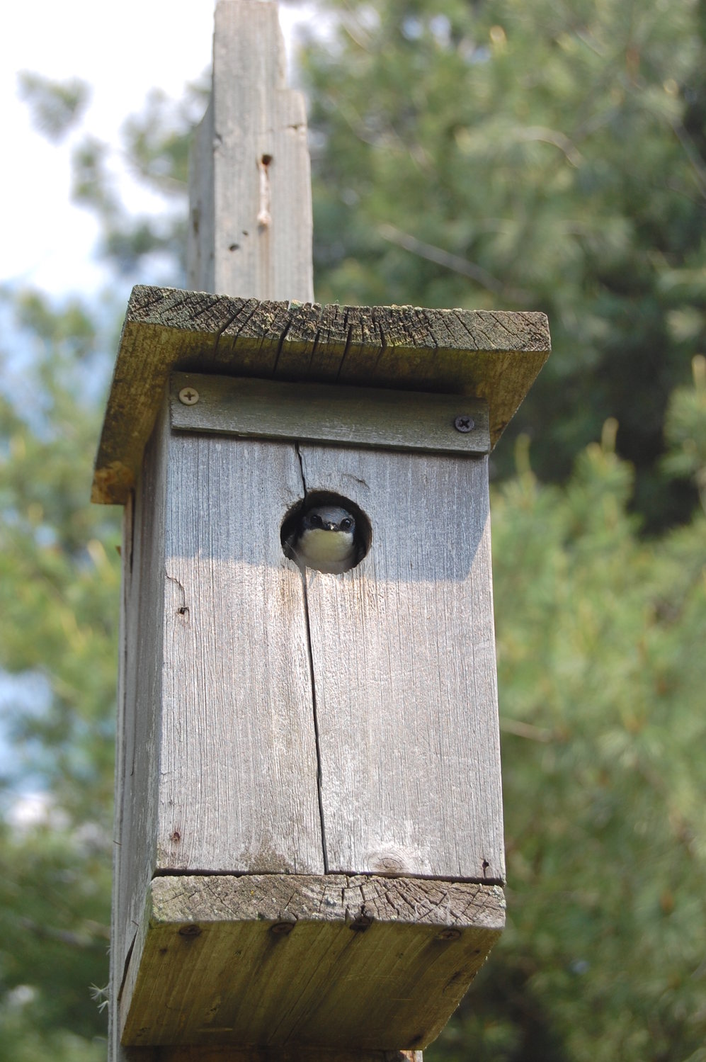 An adult female tree swallow peers from a nesting box. Females feature brownish-gray feathers tinged with blue-green tones above and white feathers below. They typically nest in holes in trees as well as artificial nest boxes, often in the vicinity of water.